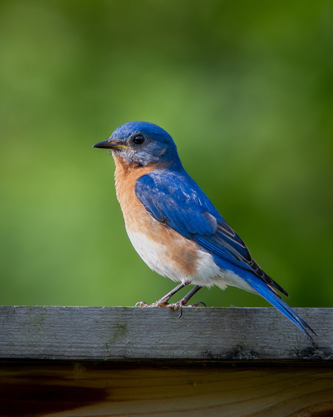 An Eastern Bluebird with a blue head and back and an orange breast perches on a weathered wooden railing against a green background.