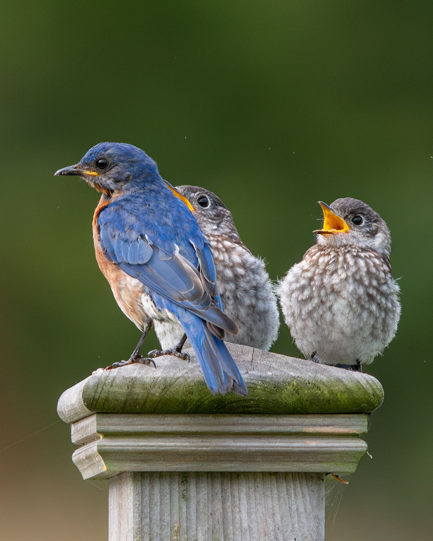 An adult male Eastern Bluebird stands with two speckled juveniles atop a wooden fence post.