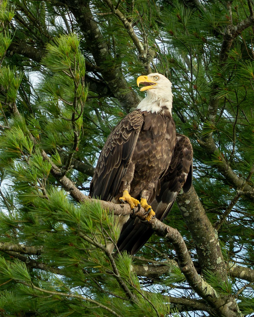 A Bald Eagle with a white head and yellow beak calls out while perched on a pine branch surrounded by green needles.