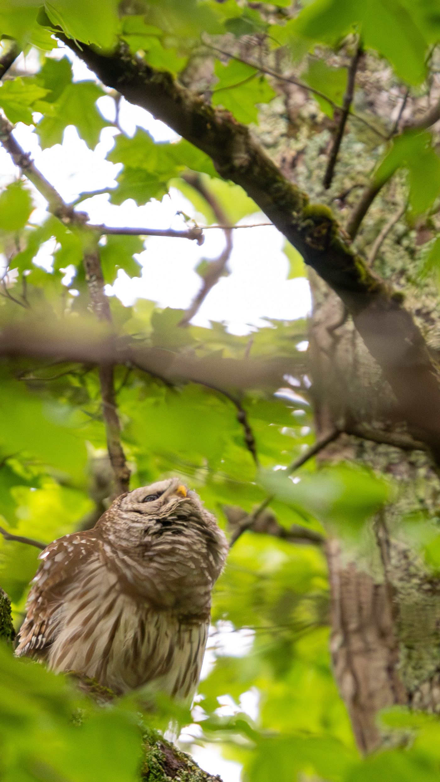 A barred owl seen from behind sits on a branch in green foliage while a Baltimore oriole perches on a twig in the background.
