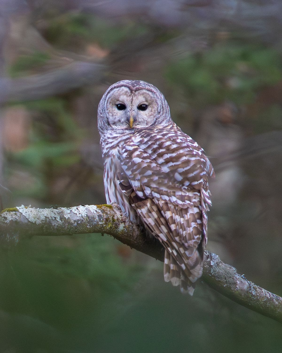 A Barred Owl perched on a lichen-covered branch turns its head to look back over its shoulder, set against a soft green forest background.