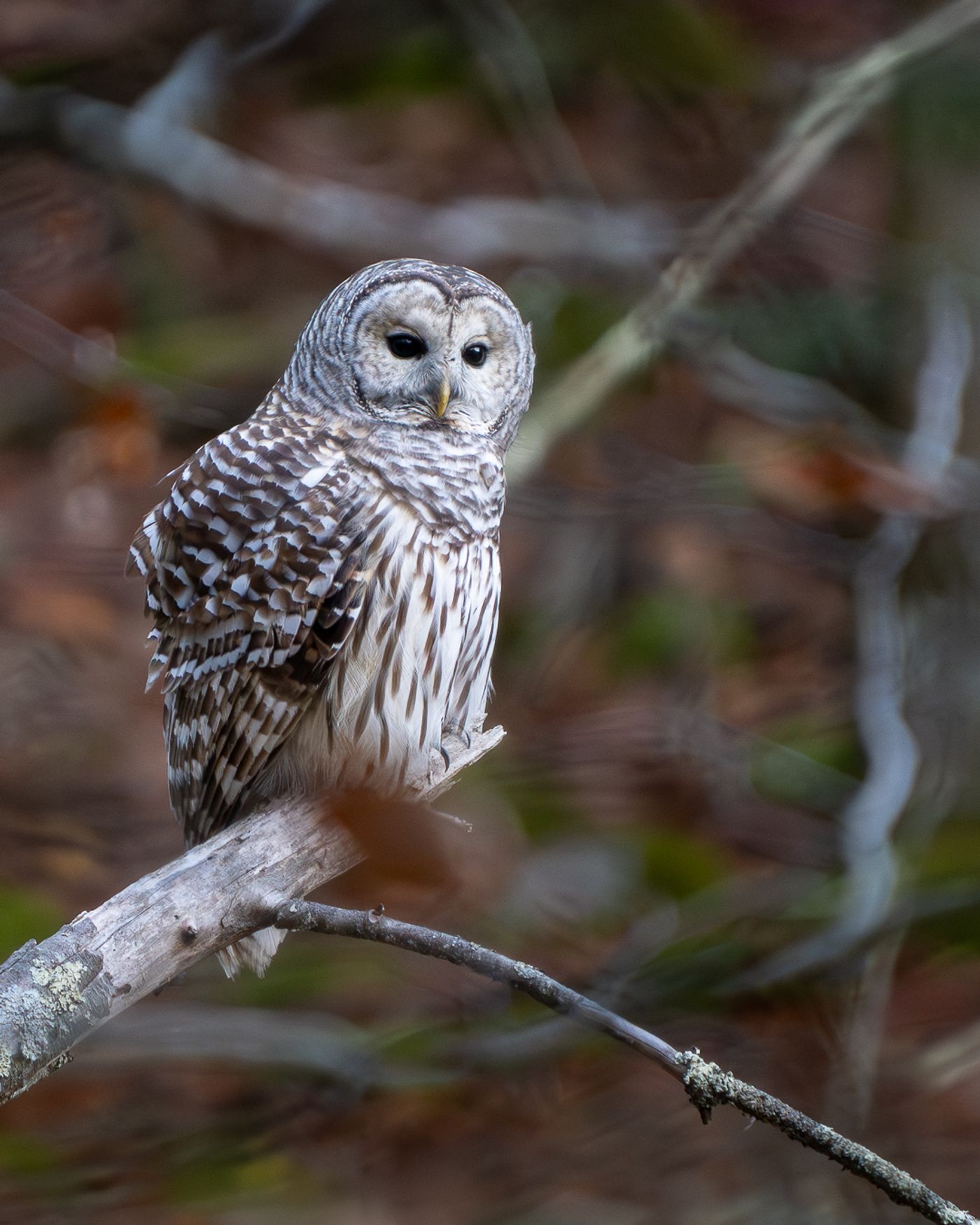 A Barred Owl stands on a pale, bare branch with its feet visible, looking down and to the side against a blurred green background.