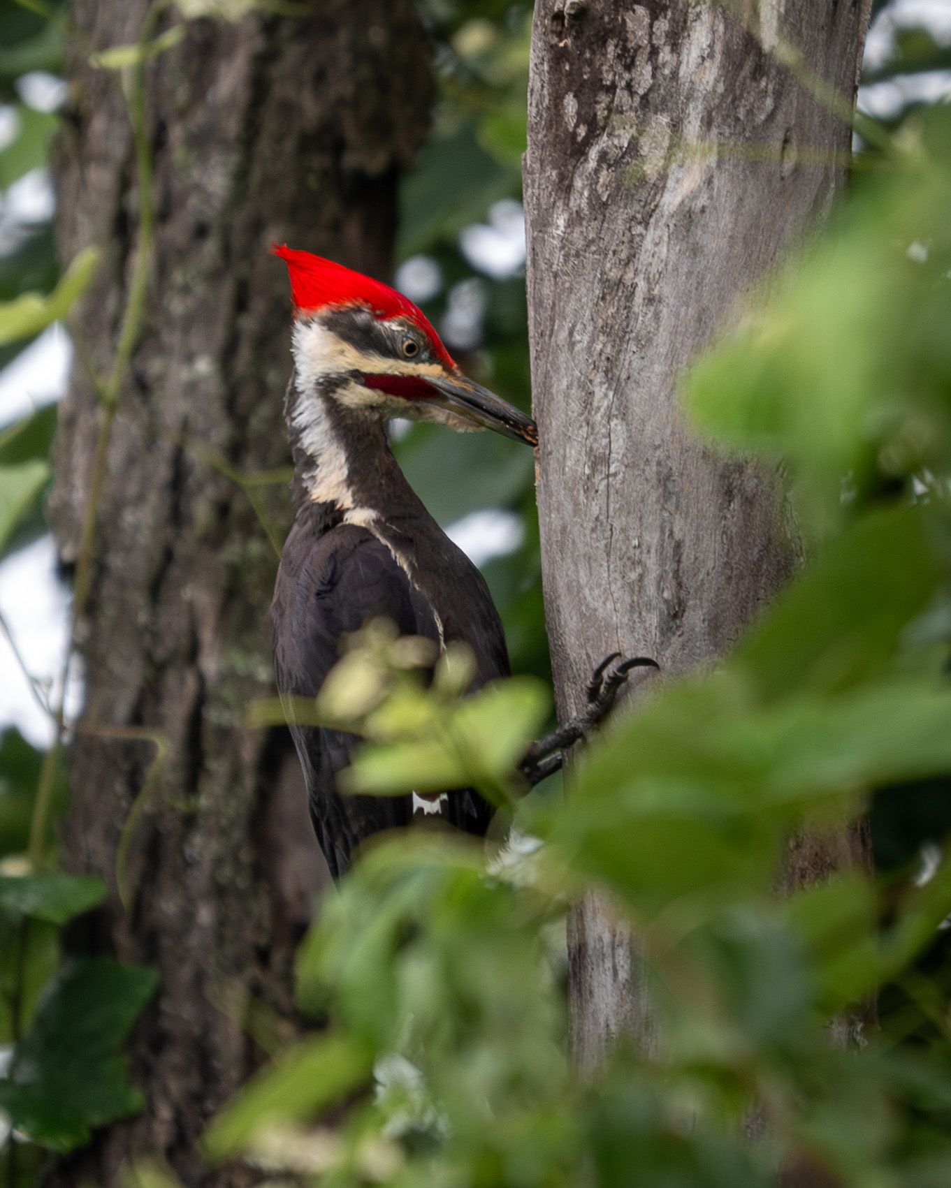 A Pileated Woodpecker with a bright red crest clings to a tree trunk beside dense green foliage.