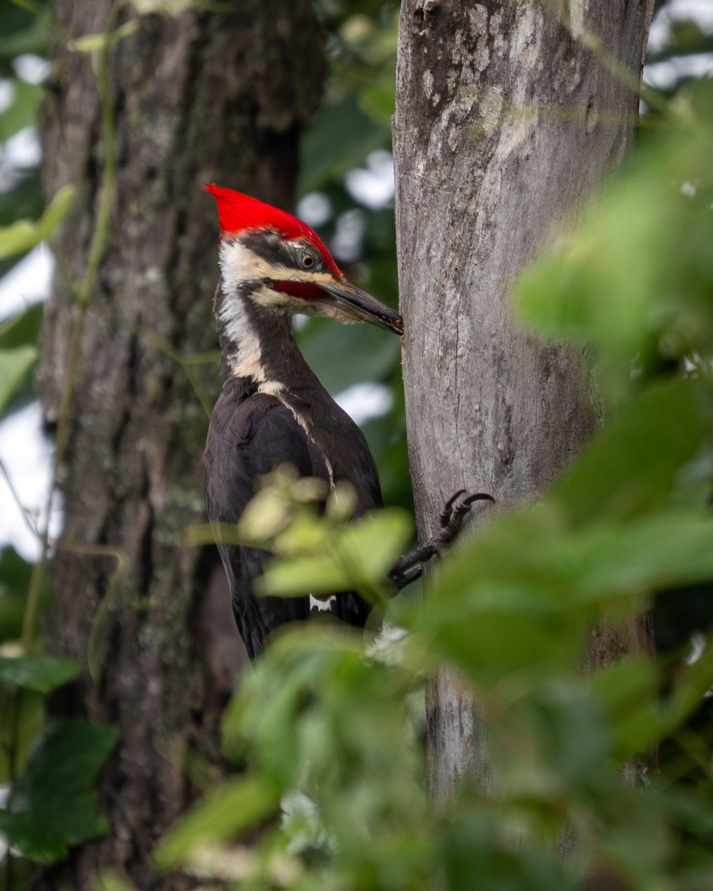 A Pileated Woodpecker with a bright red crest clings to a tree trunk beside dense green foliage.