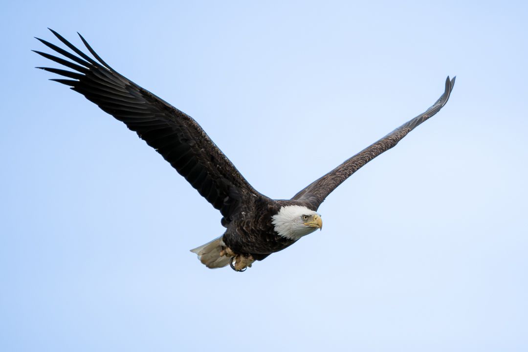 A bald eagle flying against a clear blue sky with its wings spread wide.