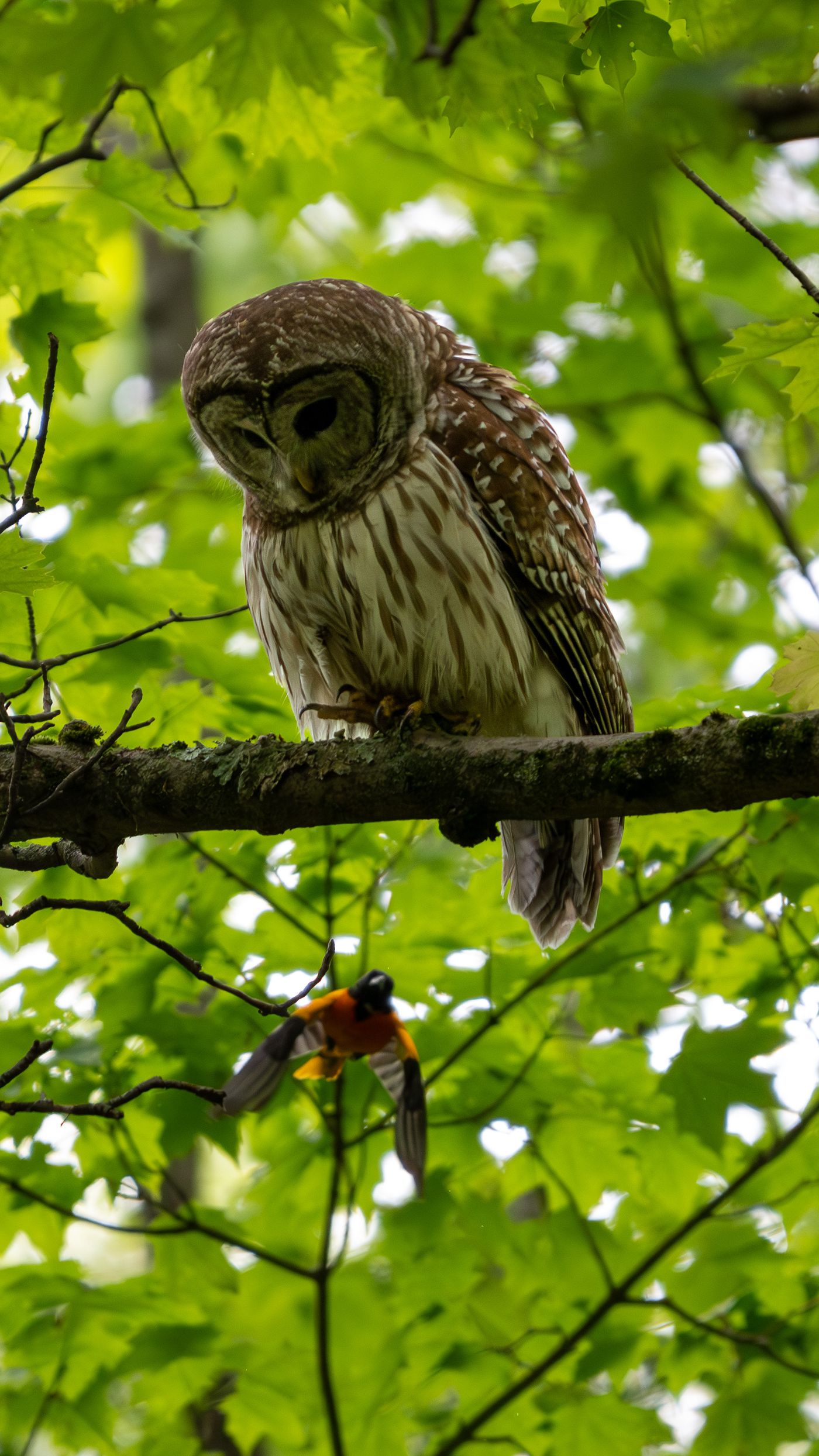 A barred owl perches on a branch with a Baltimore oriole held in its talons hanging beneath the branch.
