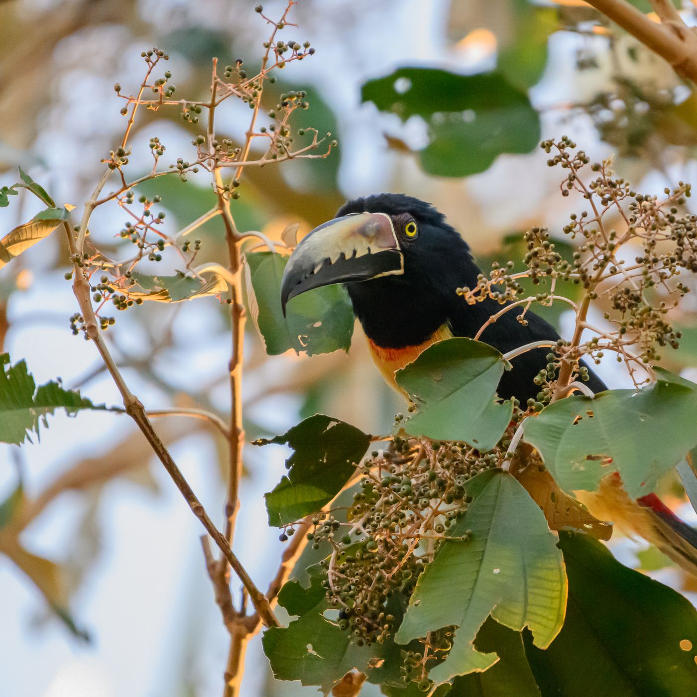 A mostly dark aracari with a pale bill and yellow eye peers sideways from behind a screen of green leaves.
