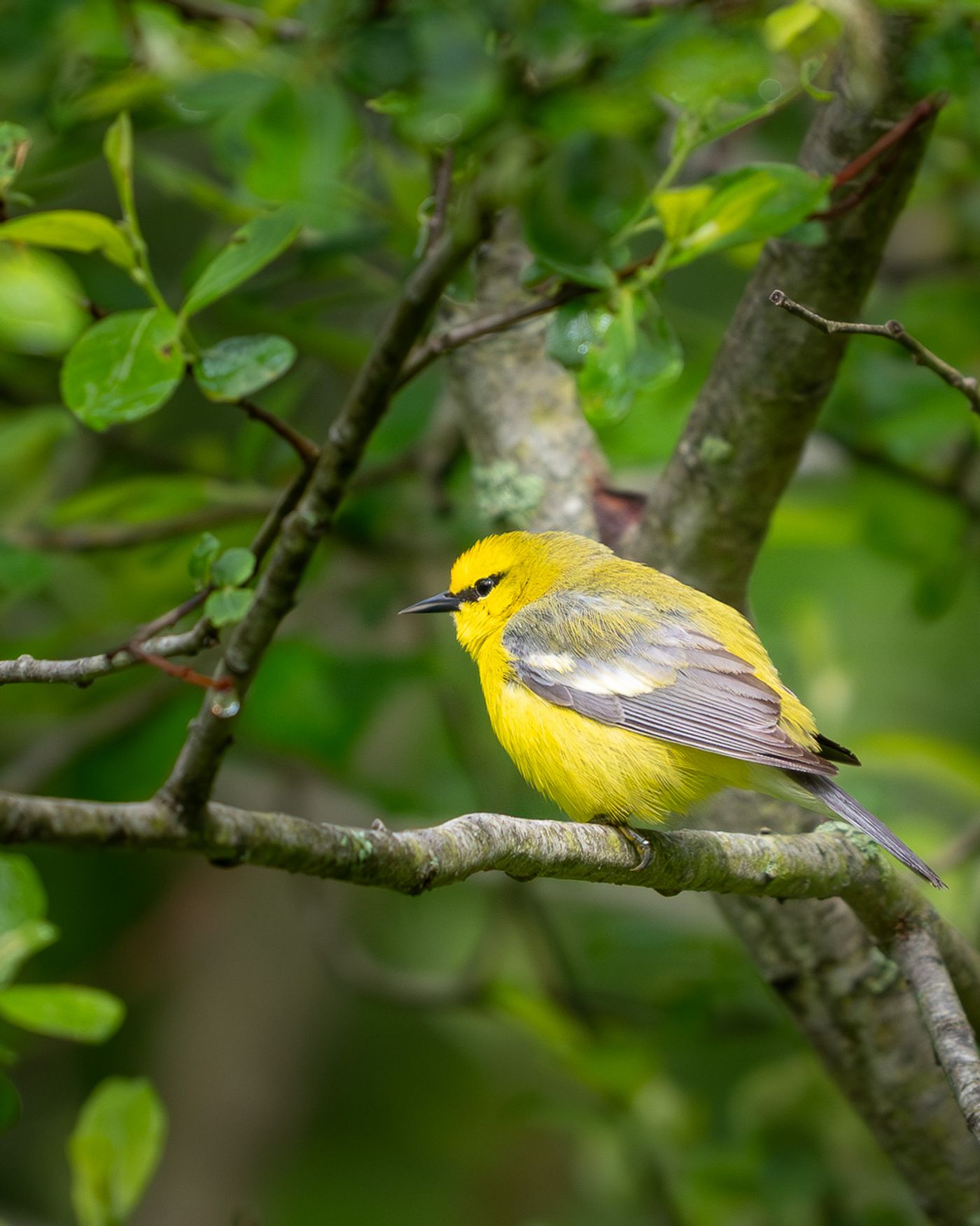 A yellow blue-winged warbler with a black eyeline and gray wing bars perches on a branch surrounded by green leaves.