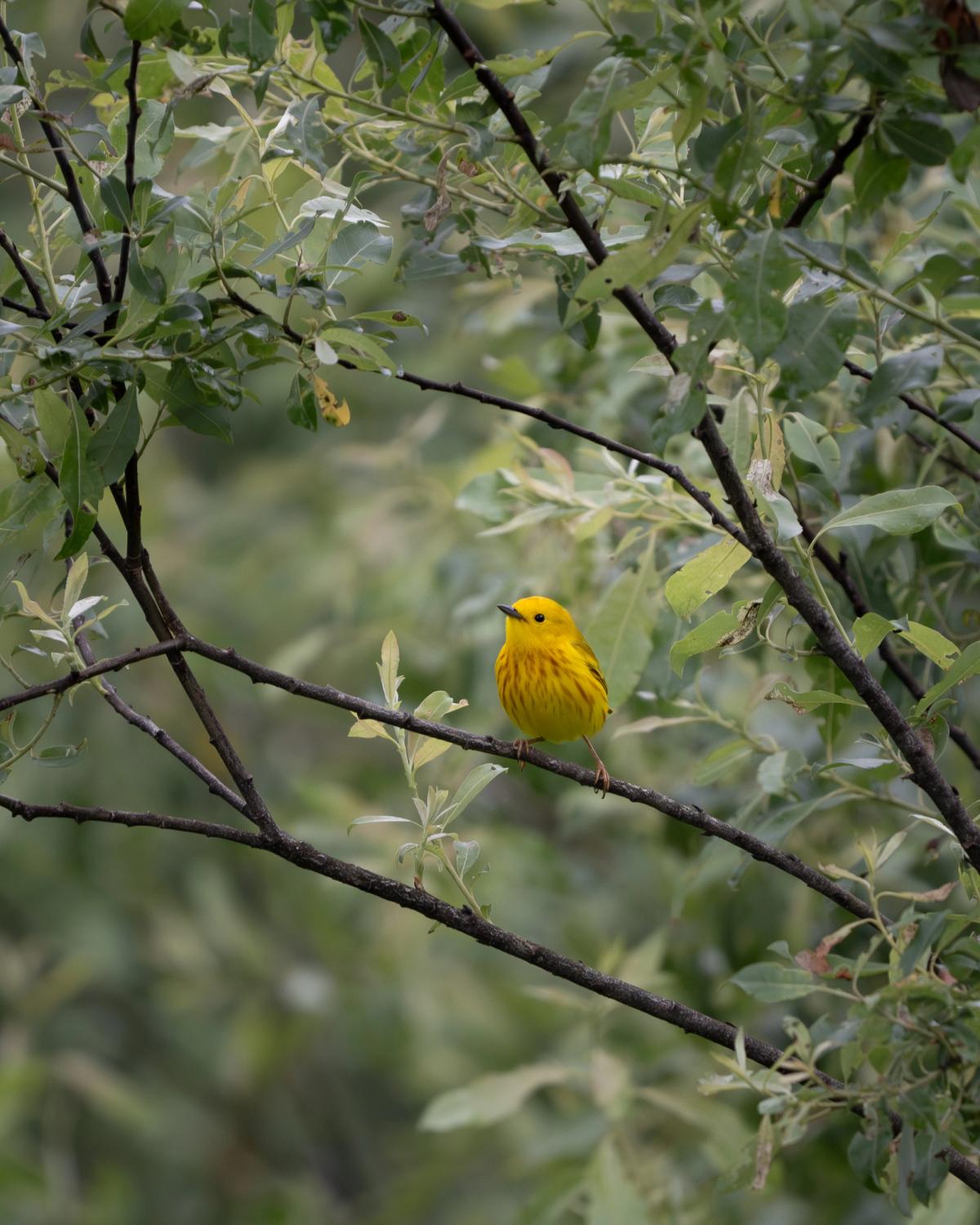 A Yellow Warbler perches on a thin willow branch surrounded by green leaves.