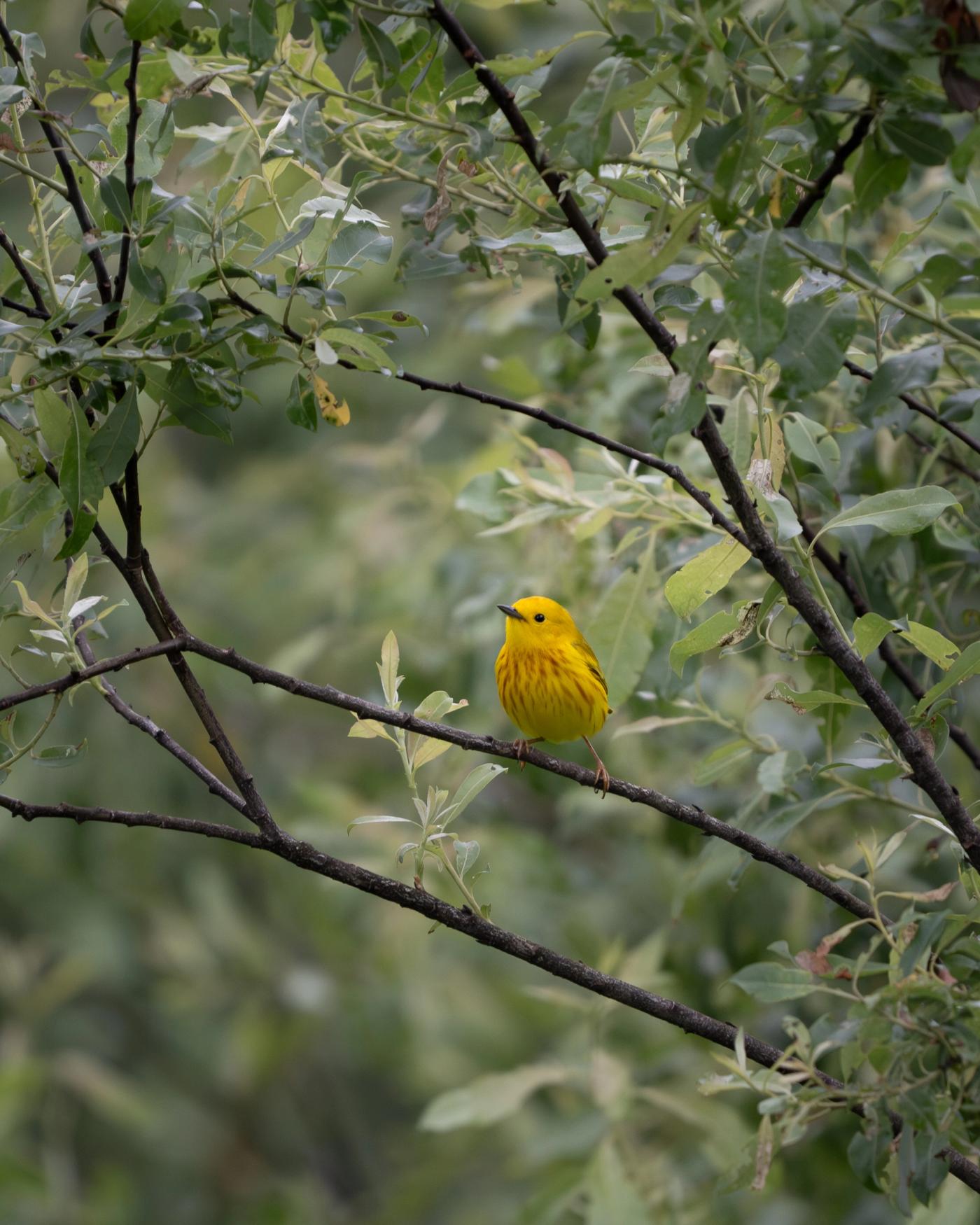 A Yellow Warbler perches on a thin willow branch surrounded by green leaves.