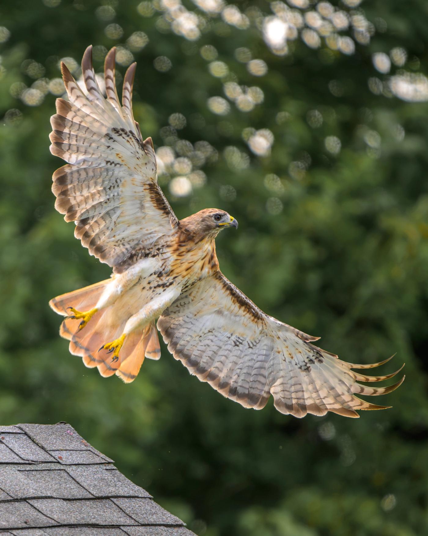 An adult Red-tailed Hawk drops toward the peak of a shingled roof with both wings raised and spread, talons lowered, its rust-orange tail fanned wide against dark green summer foliage.