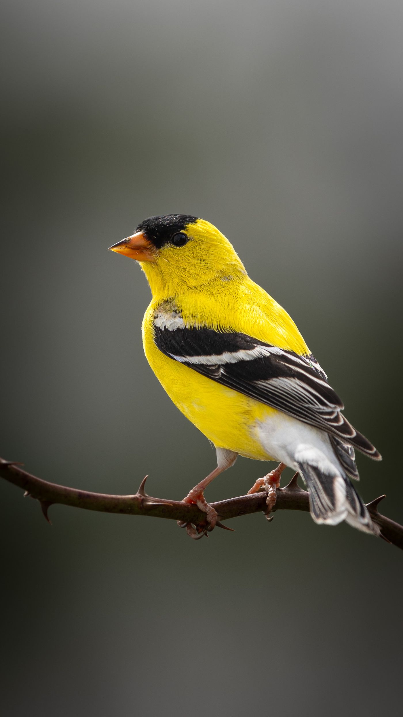 A male American goldfinch in bright yellow breeding plumage perches on a thorny branch.