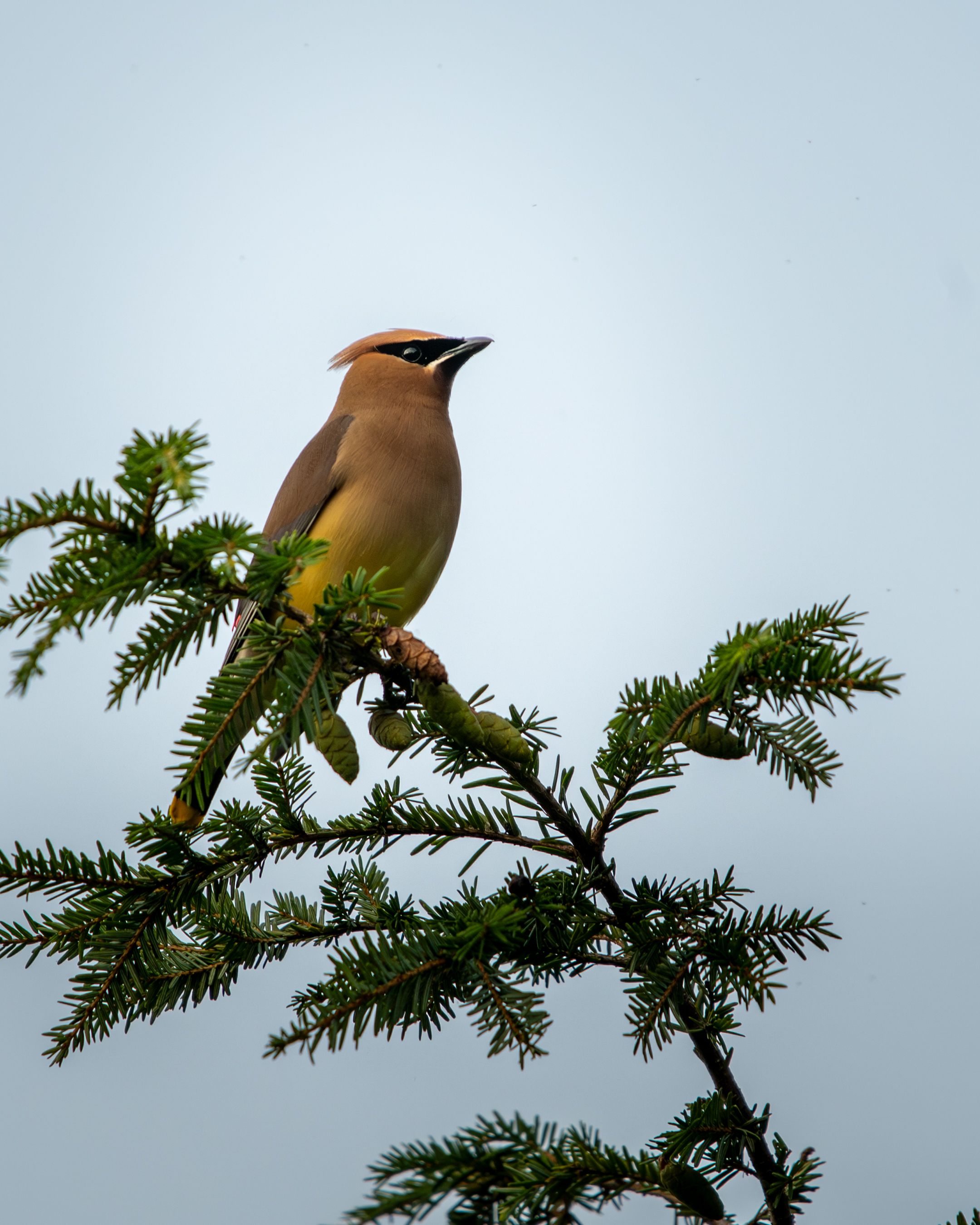 Cedar Waxwing