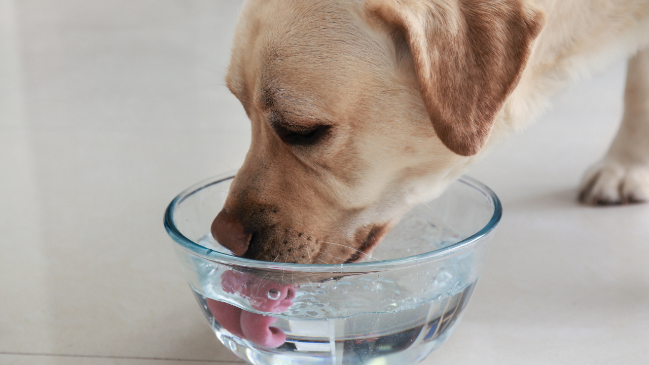 フレッシュフードは水分補給にも役立つ？愛犬の水分ケアを食事から考えよう
