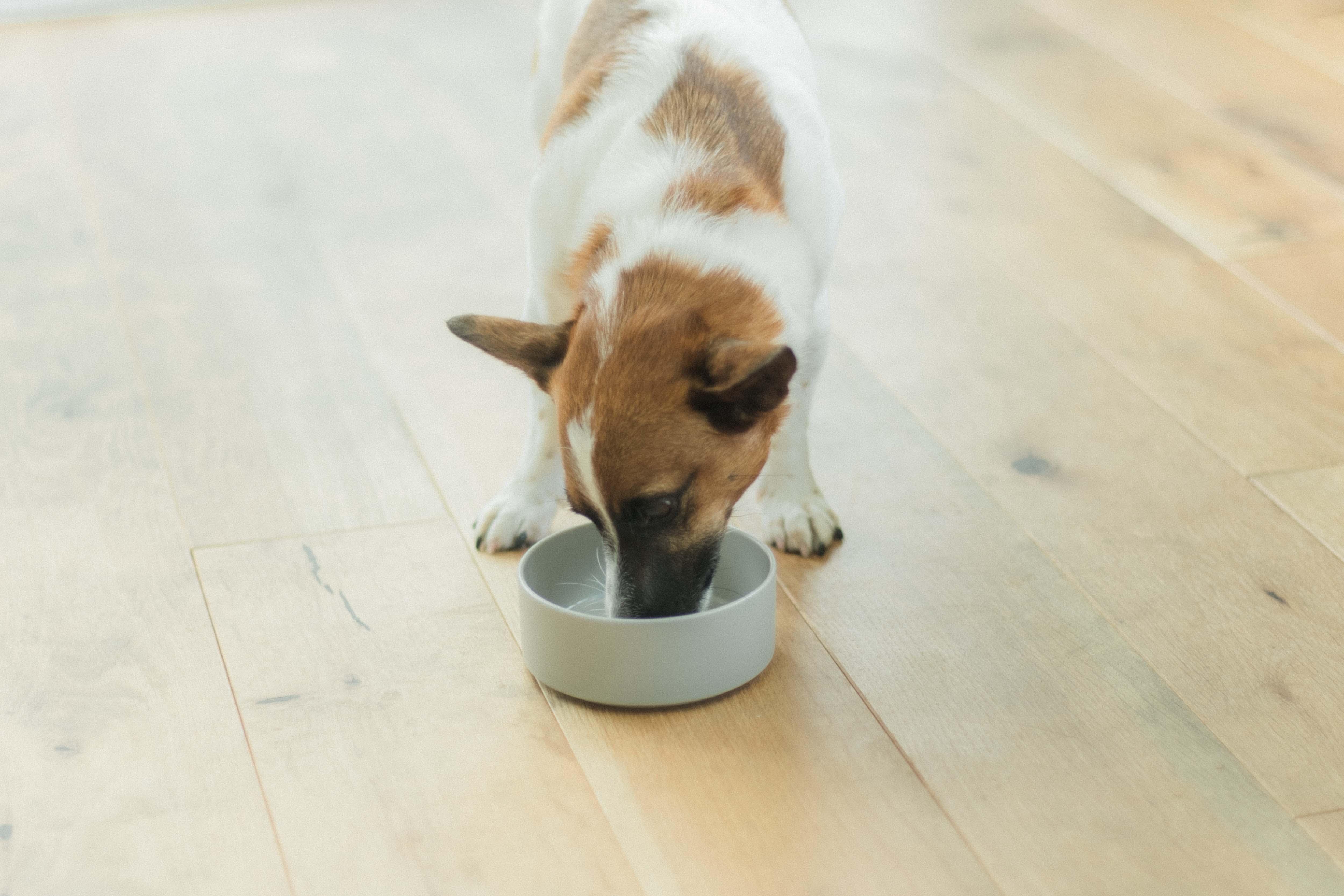 生食への切り替え方法 : 安全で確実なステップガイド
