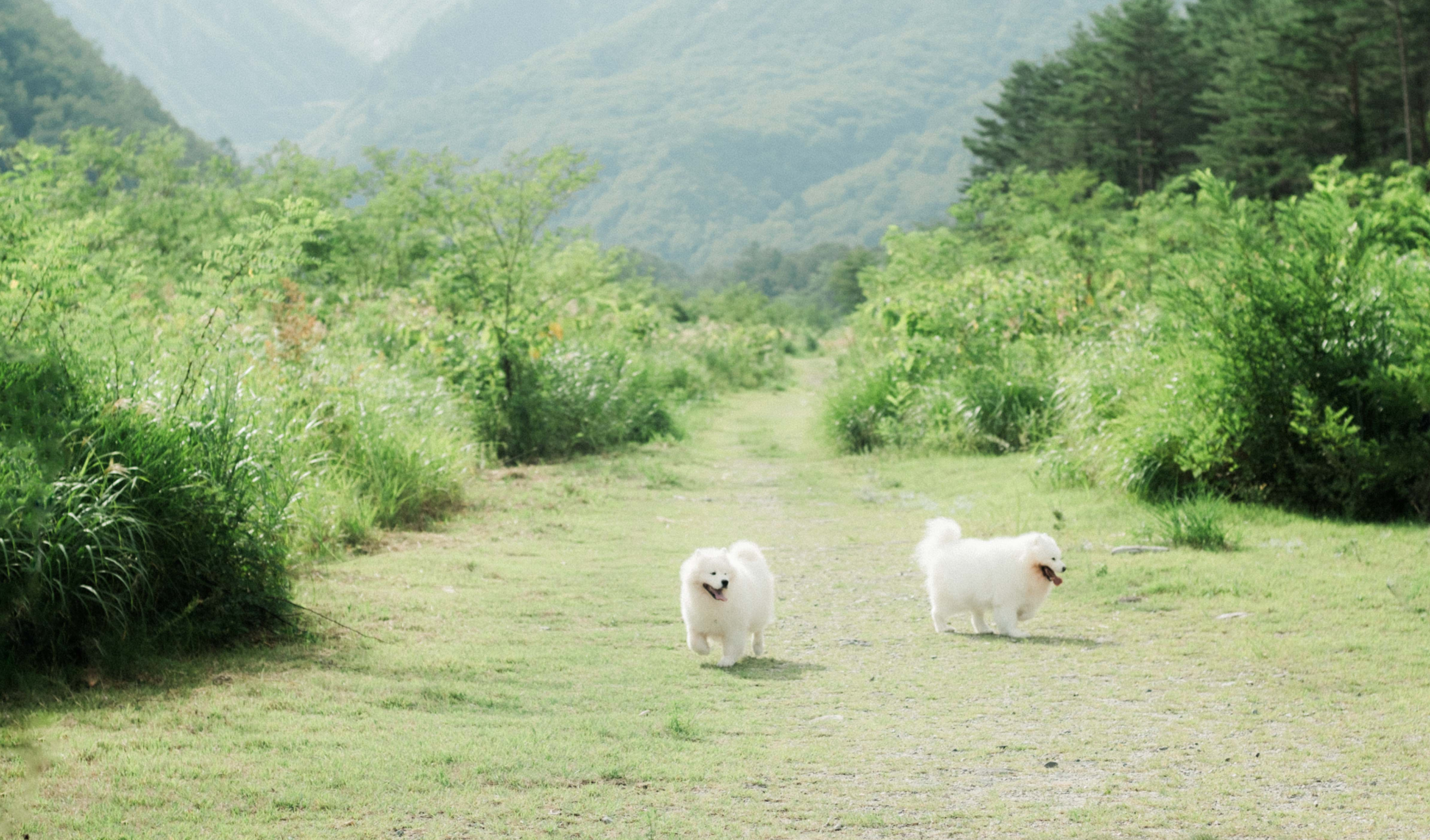 世界へ広がる生食ブーム : 愛犬の健康を考える海外のペット栄養学から学ぶ