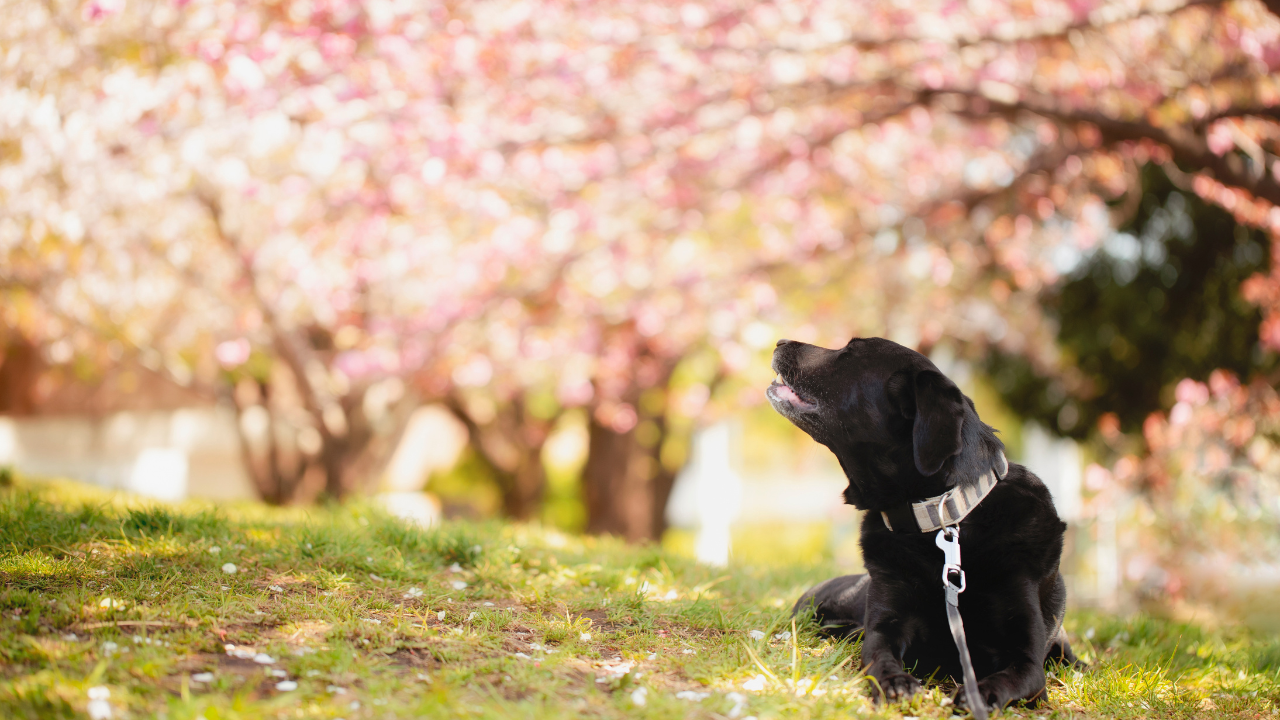 フードを変えても治らない？犬の皮膚トラブルの本当の原因と正しい対策
