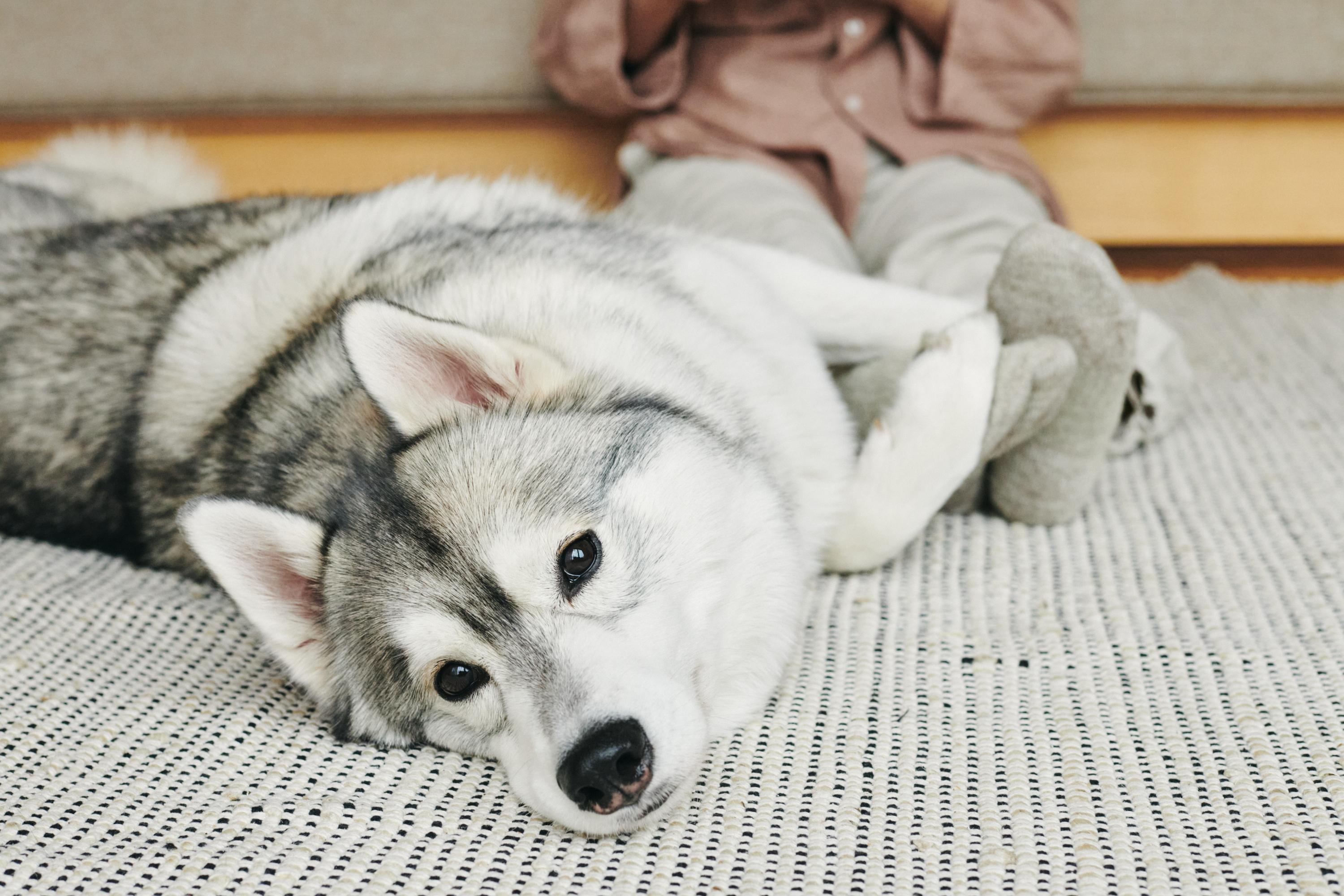 犬がごはんを食べない原因とは？考えられる理由と見直しポイントを解説