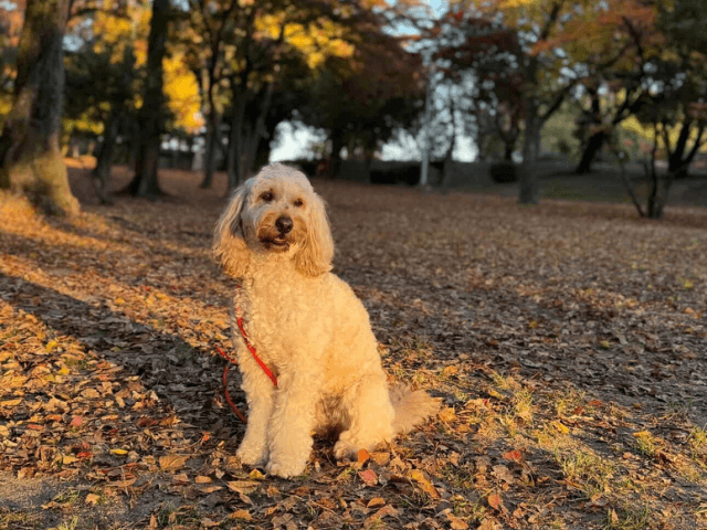 「パップタブで変わったうちの子の毎日｜実際の愛用者にインタビュー」