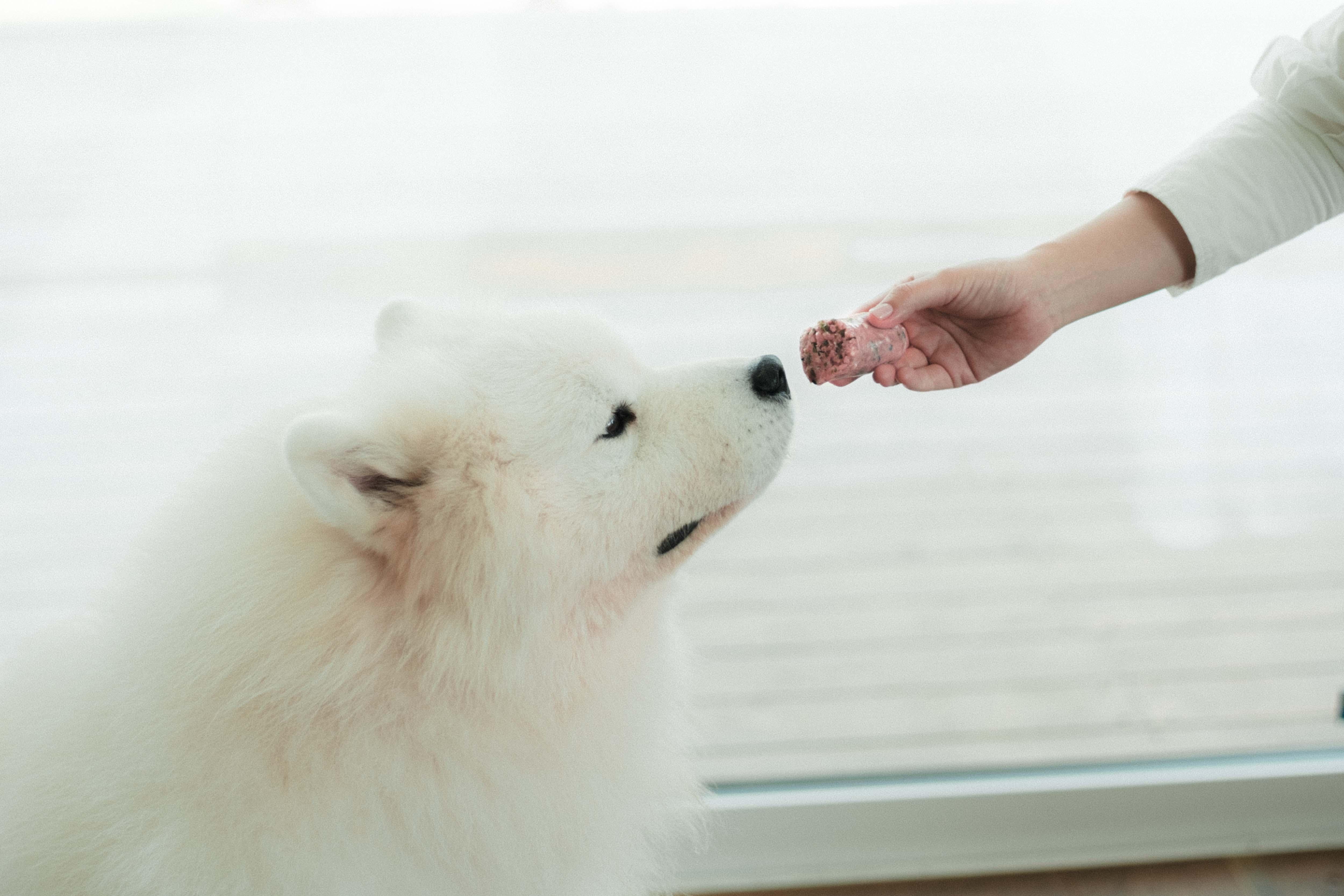 フランケンソーセージで始める愛犬のおやつ革命 : 自然な間食の新しい形