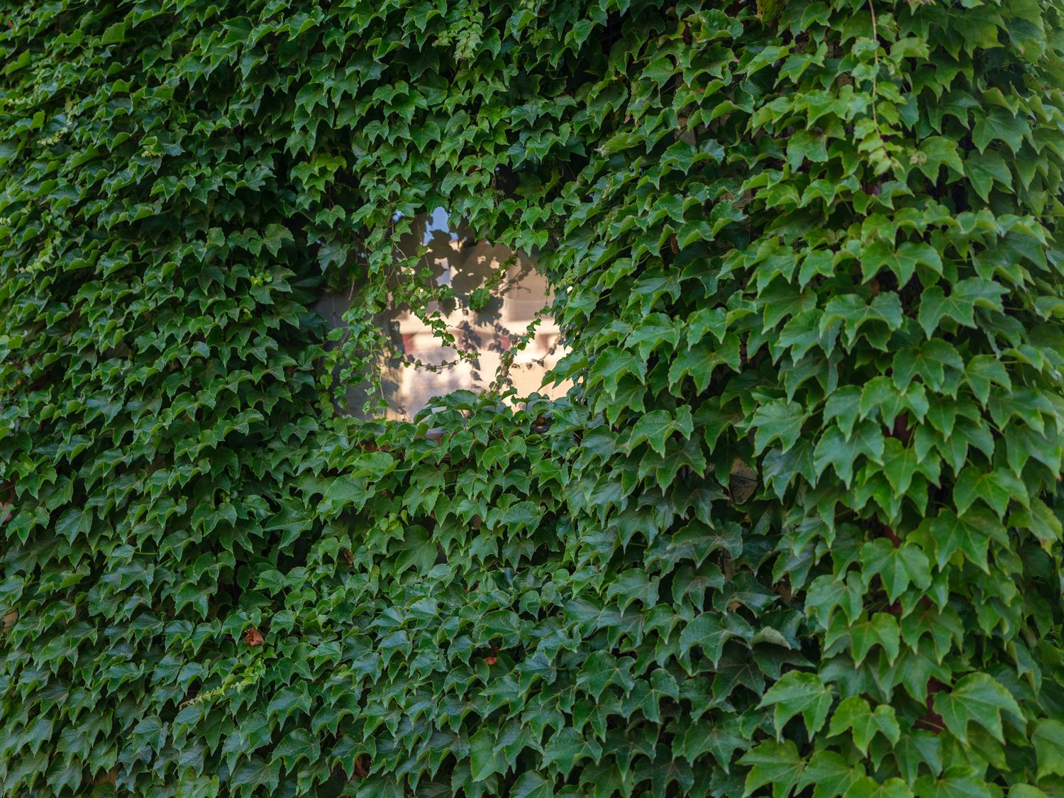 A photograph of green ivy completely covering a building's window