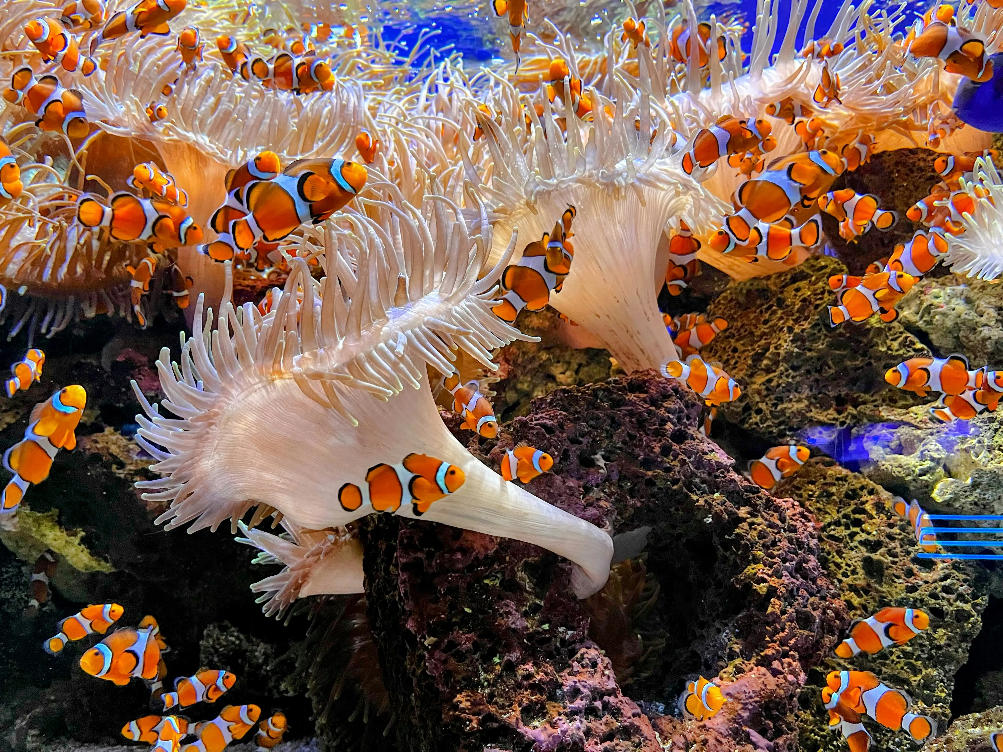 Fotografia Subacquea – sfondo