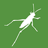 Grasshopper