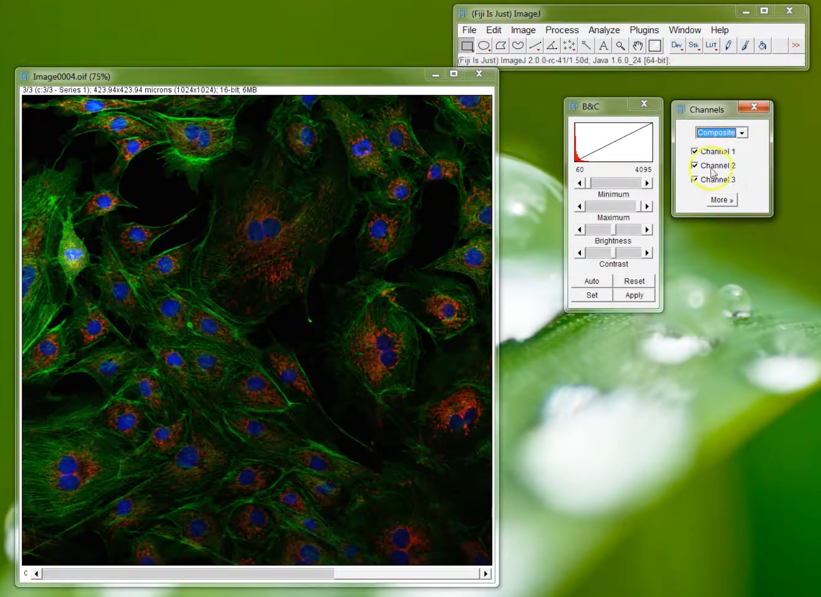 Fiji mass photometry UX