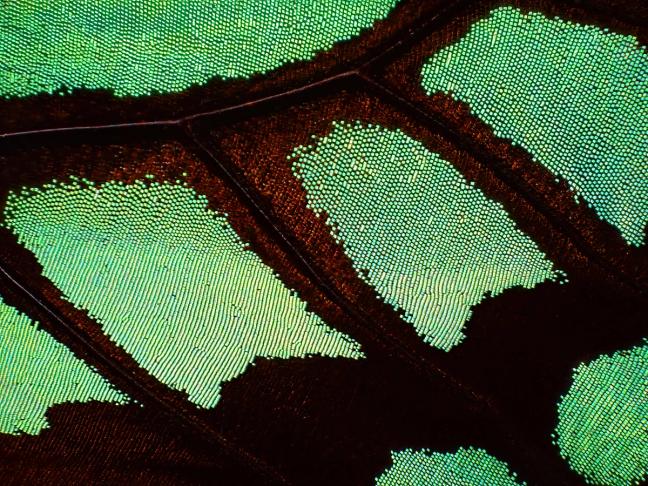 Abstract image depicting patterned growth as is typical of AI systems usage. 
