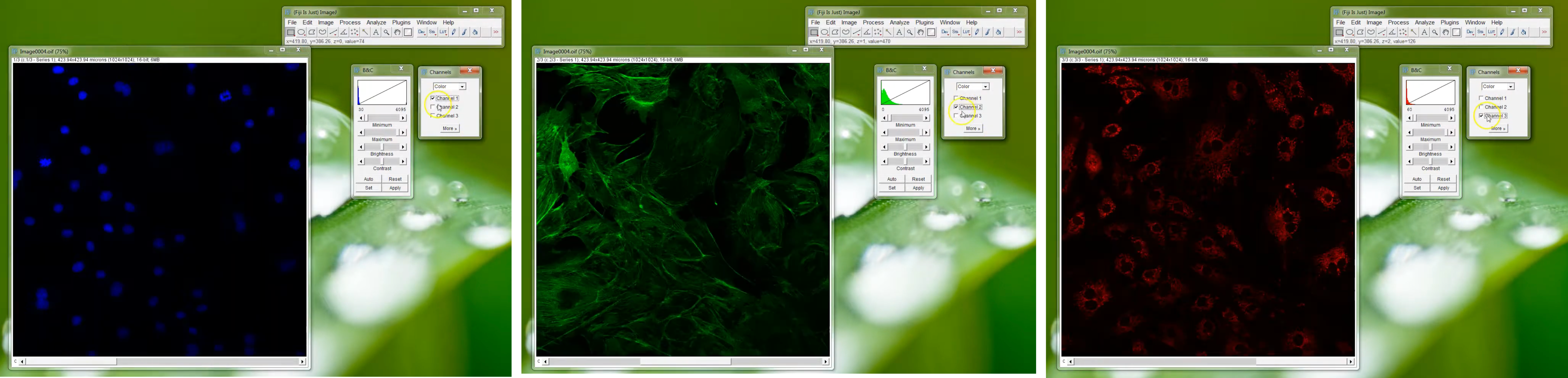 Fiji mass photometry UX
