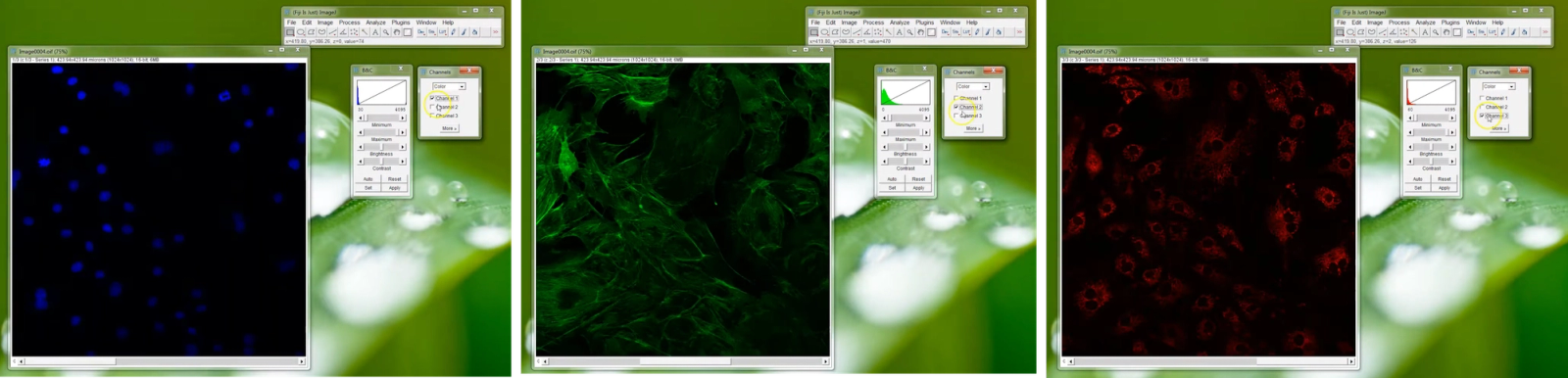 Fiji mass photometry UX