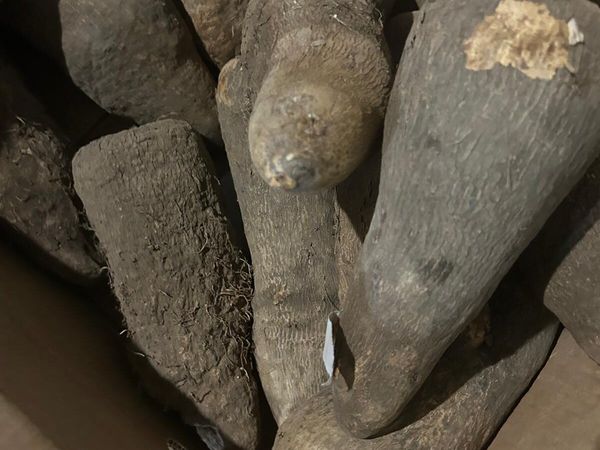 Puna Yam