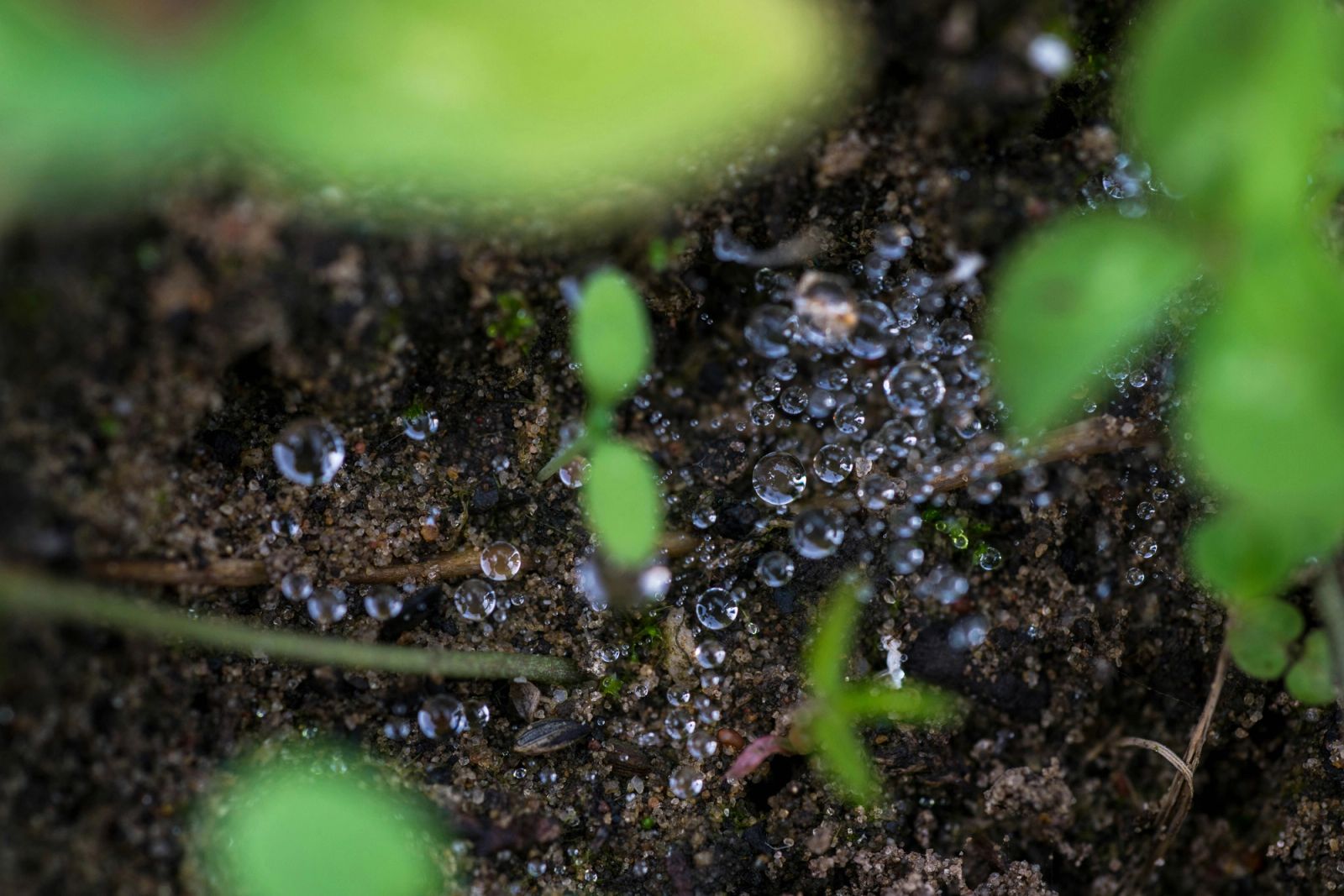 gocce d'acqua sulla superficie del suolo