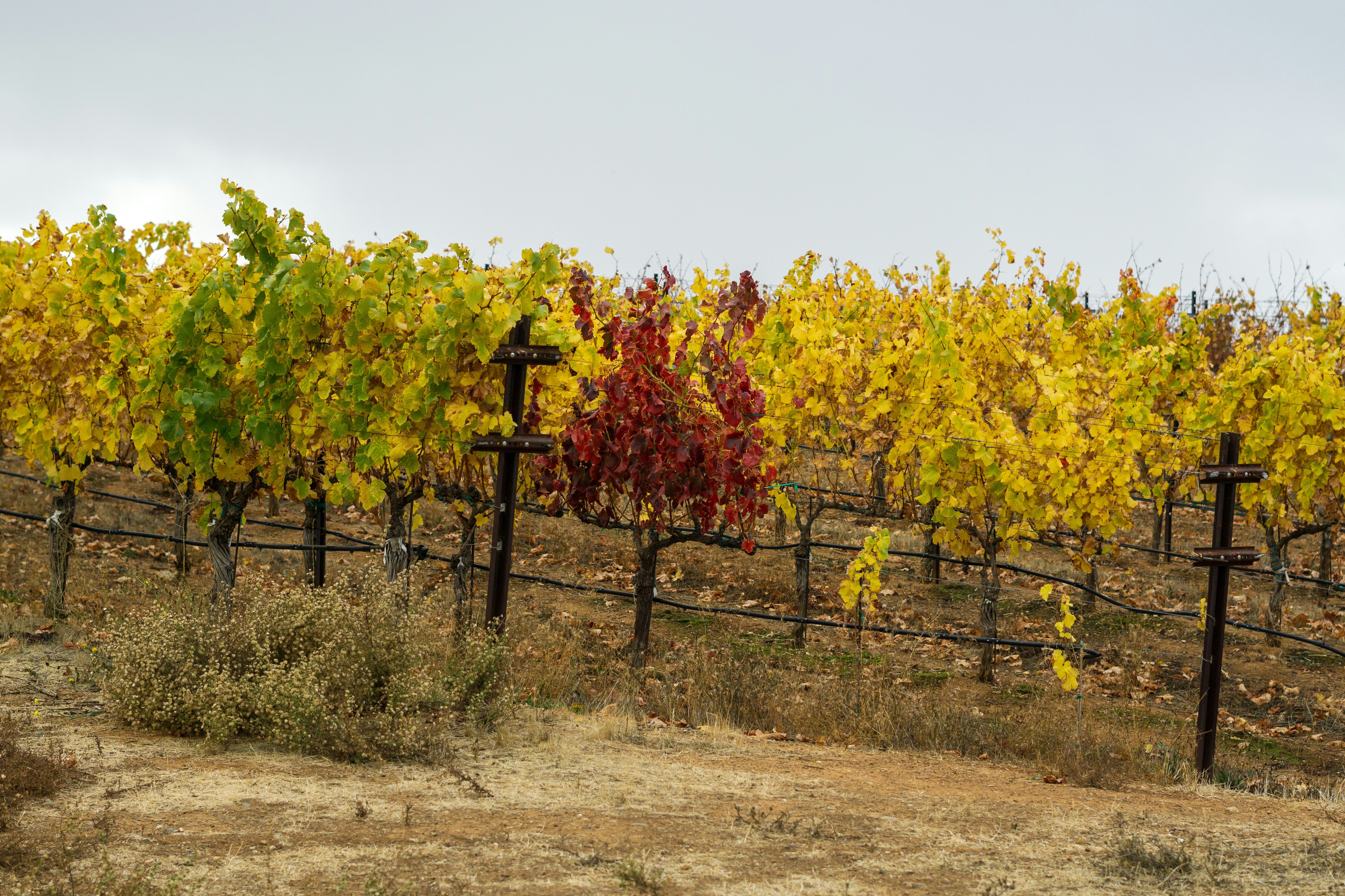 immagine del vigneto in autunno