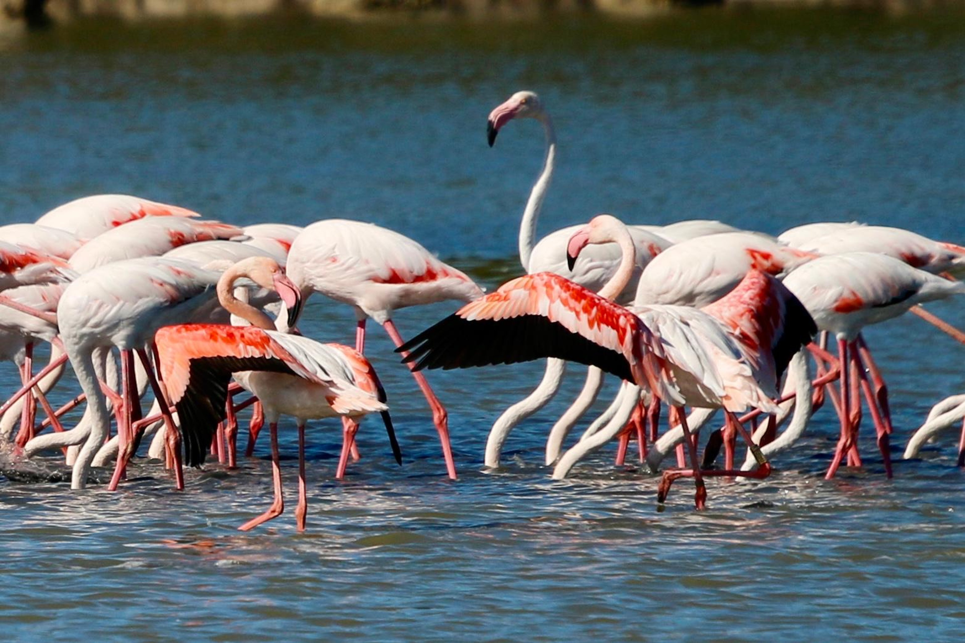 Fenicotteri rosa a Marzamemi: dove e quando vederli