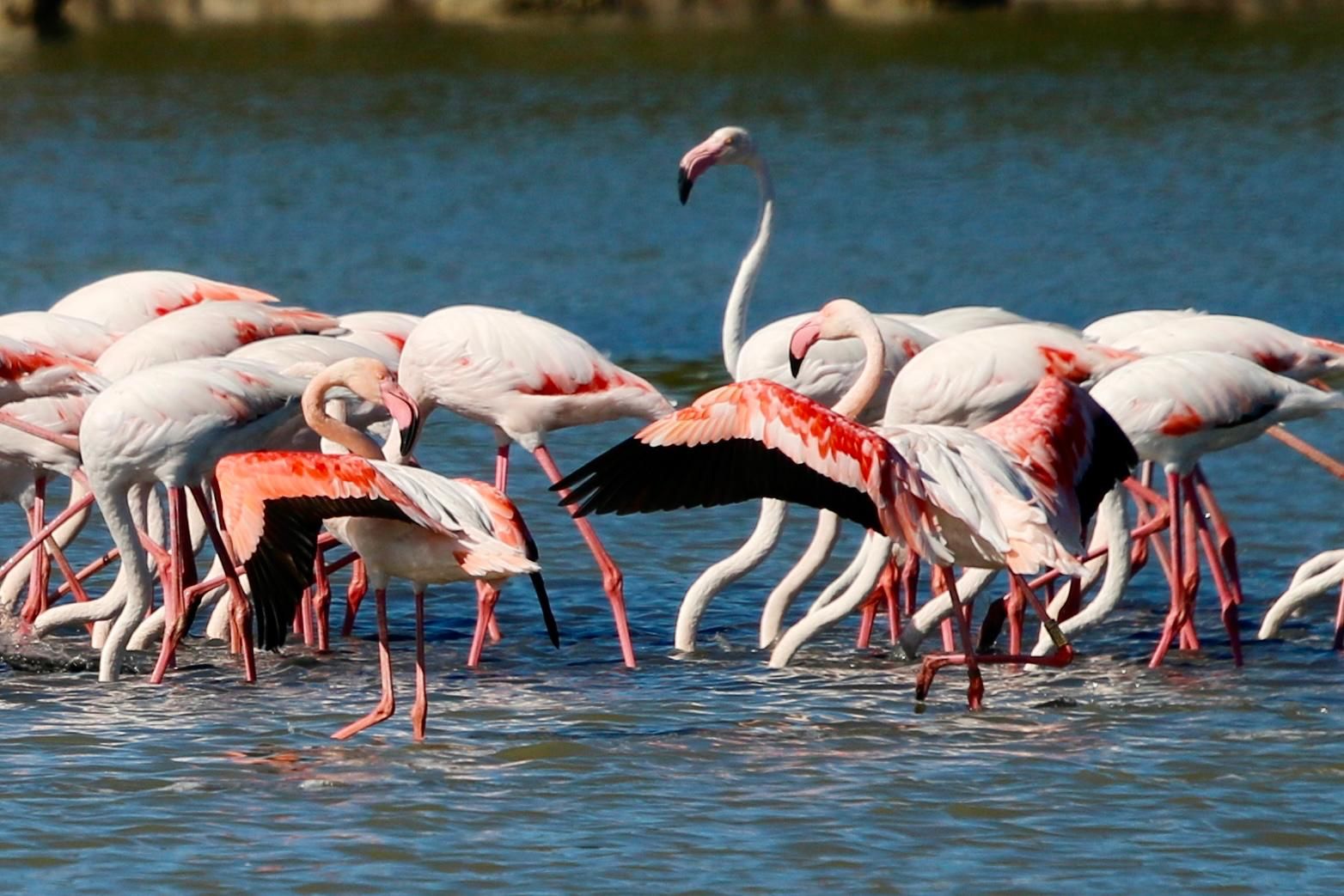 Fenicotteri rosa a Marzamemi: dove e quando vederli