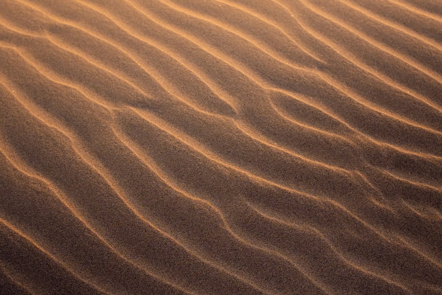 Rippled sand texture in warm light