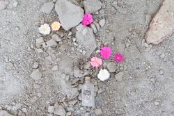 Missing alternative text