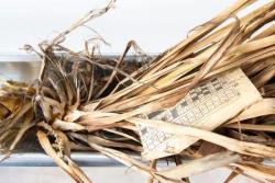 Missing alternative text