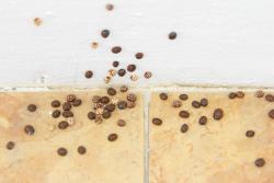 Missing alternative text