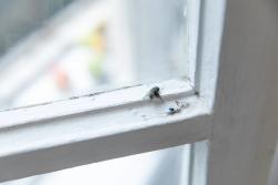 Missing alternative text