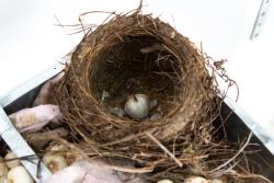 Missing alternative text