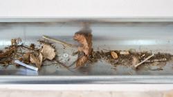 Missing alternative text