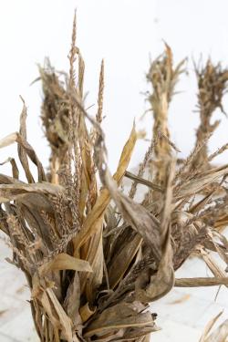 Missing alternative text