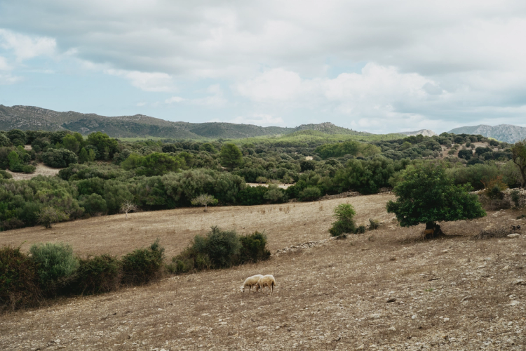 image number 28 for post 'One week in the beautiful island of Mallorca''