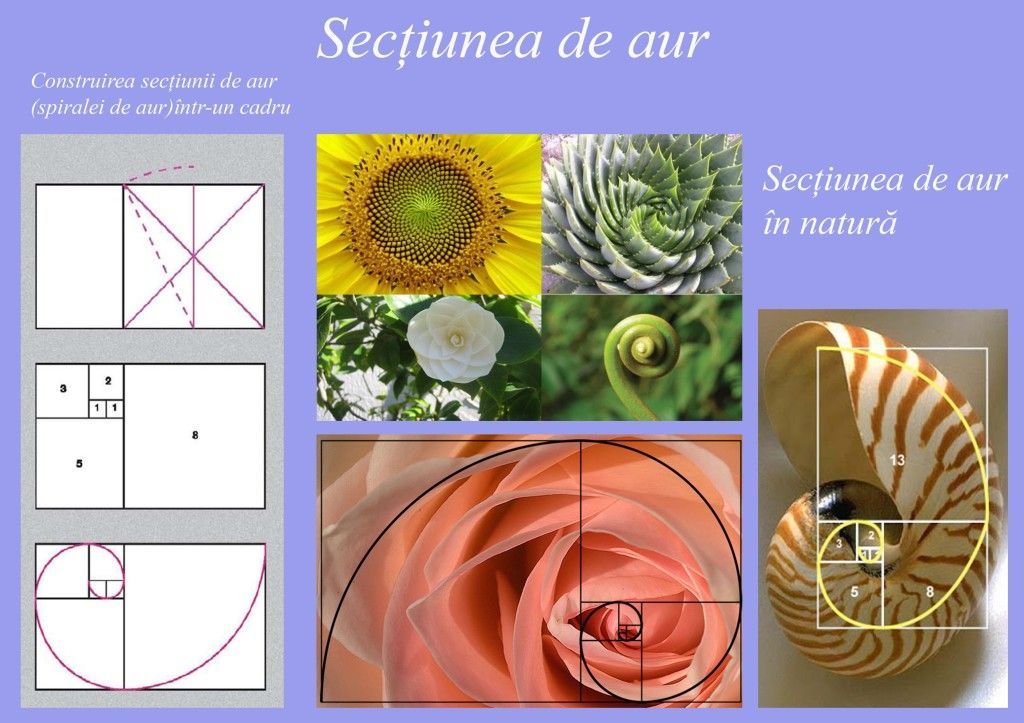 The golden section