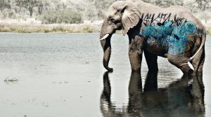 The Elephant with Cornbread Graffiti