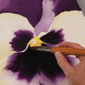Pansy – darker areas