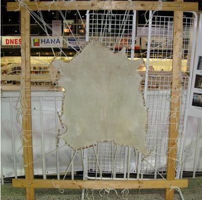 Goatskin parchment (stage in the manufacturing process)