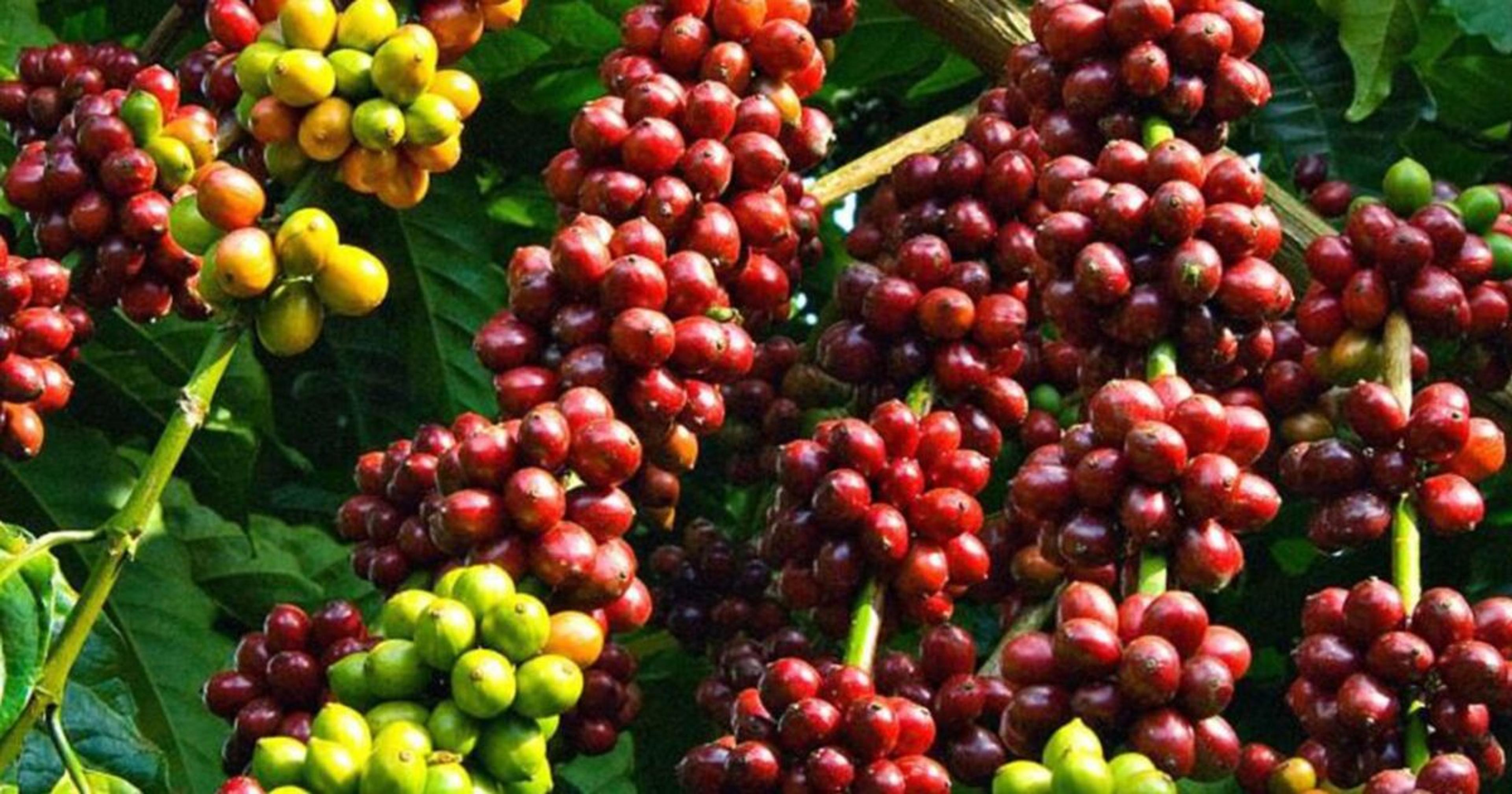 Coffee Exports, Investor Inflows lift Uganda’s currency